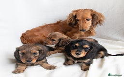 Miniature Dachshund dogs for sale: MINIATURE LONGHAIRED DACHSHUNDS - Image 5