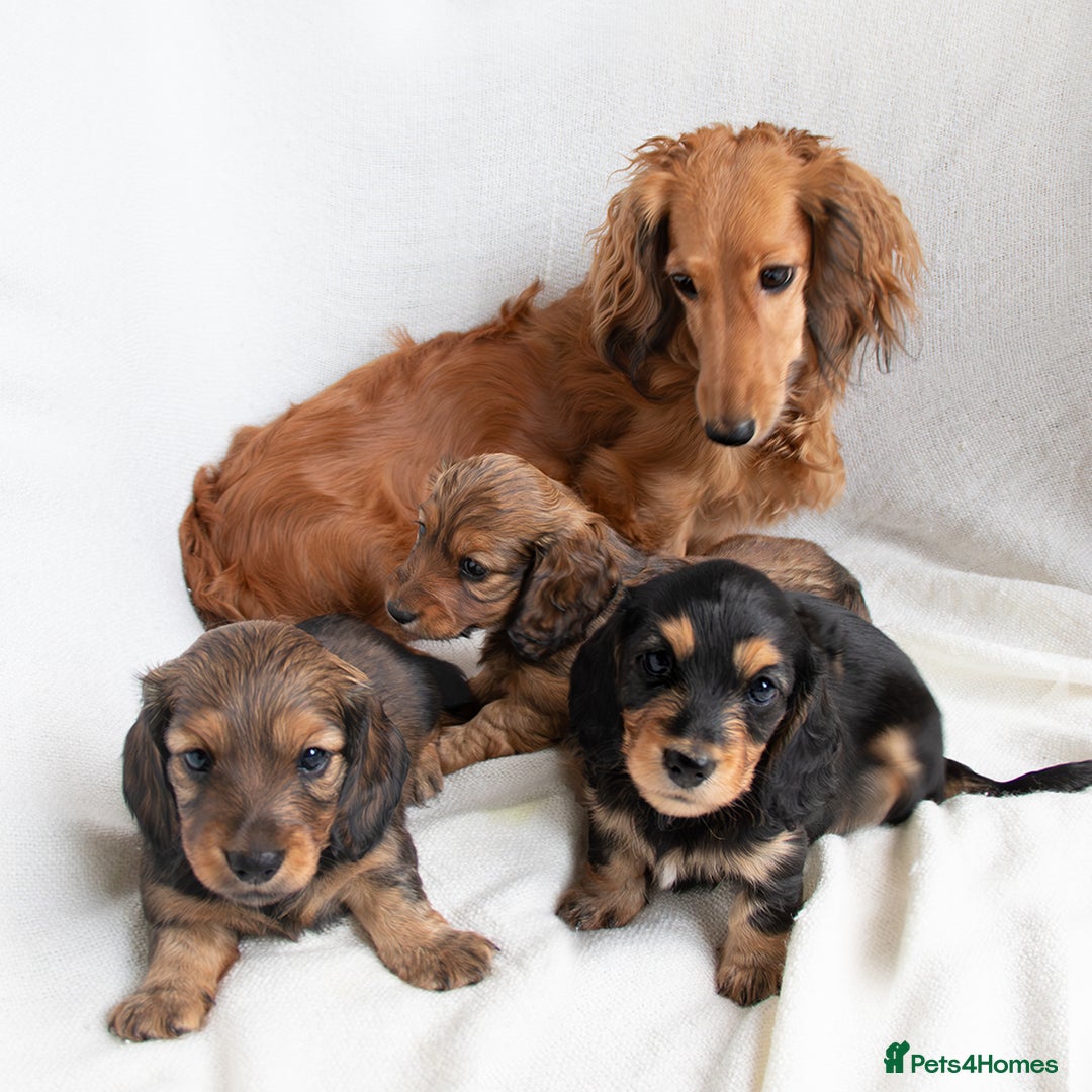 Miniature Dachshund dogs for sale: MINIATURE LONGHAIRED DACHSHUNDS - Image 5
