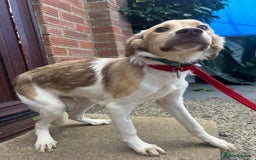 Mixed Breed dogs for adoption: Pocket - Norwich Norfolk  - Image 2
