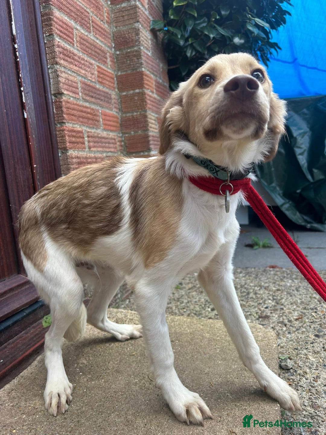 Mixed Breed dogs for adoption: Pocket - Norwich Norfolk  - Image 2