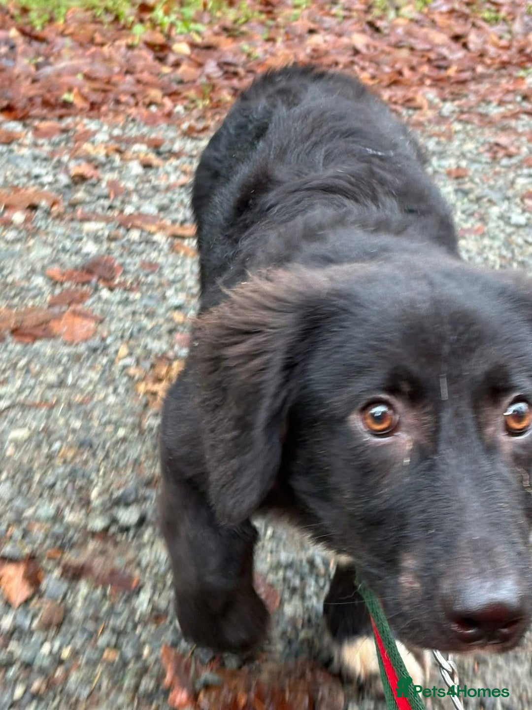 Mixed Breed dogs for adoption: Leo - Norwich Norfolk  - Advert 4