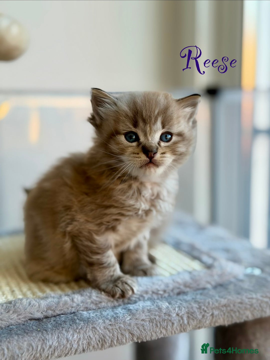 Ragdoll cats for sale: TICA registered cherubim kittens - Advert 15