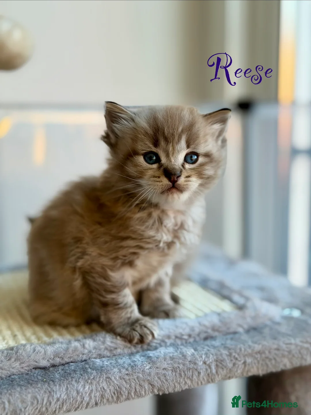Ragdoll cats for sale: TICA registered cherubim kittens - Advert 15