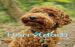 Cavapoo dogs for sale: 🌟Adorable All Red F1bb Cavapoo puppies🌟 - Image 11
