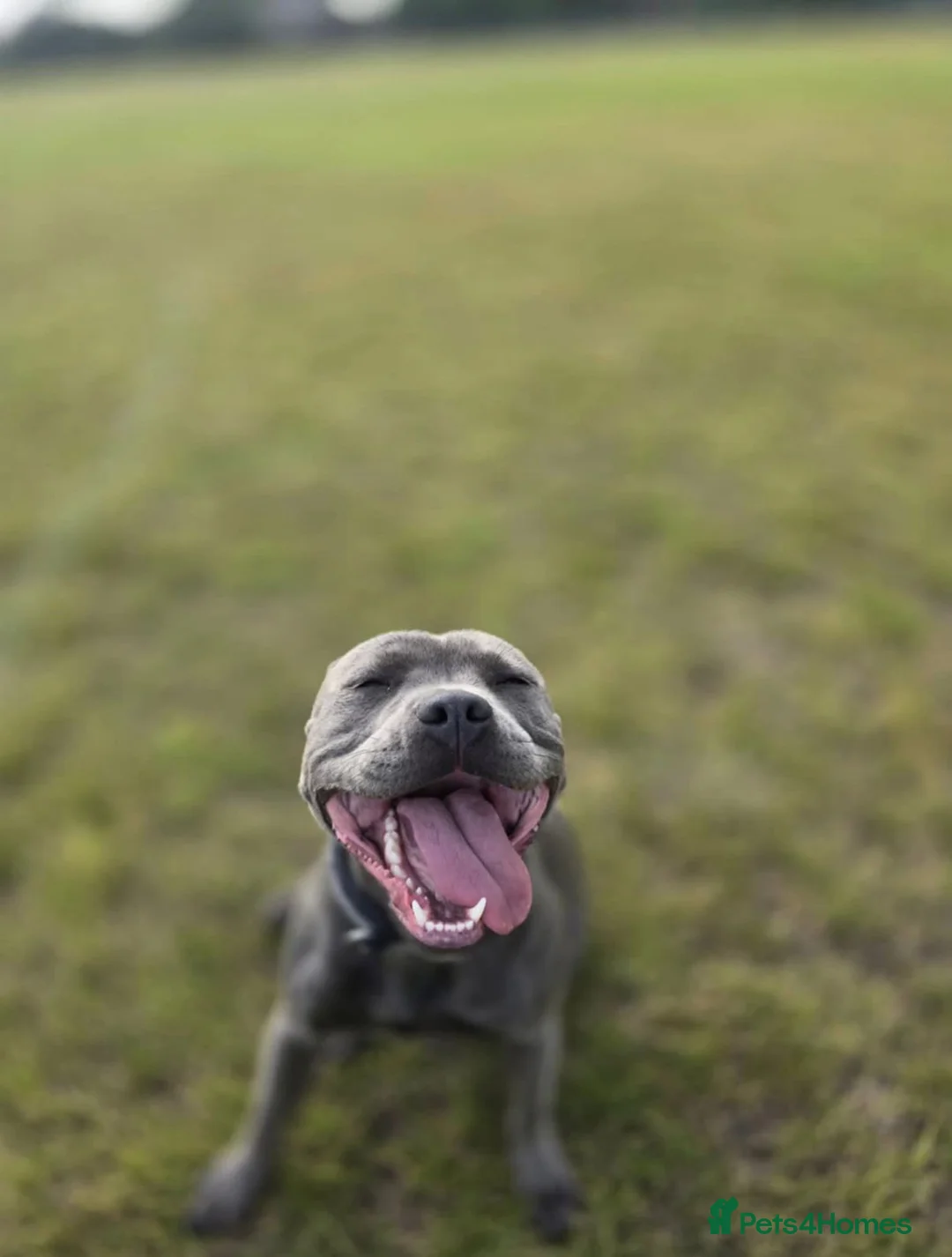 Staffordshire Bull Terrier dogs for sale: KC REGISTERED Staffordshire-bull-terrier Puppies  - Advert 5