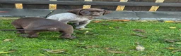 German Shorthaired Pointer dogs for sale: German Shorthaired Pointer puppies  - Advert 19