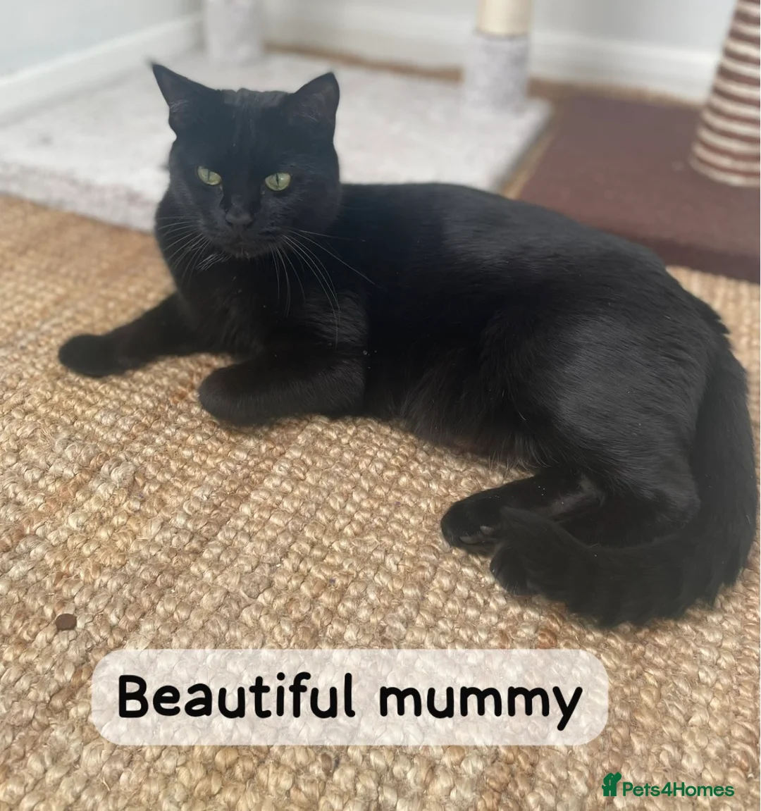 Mixed Breed cats for sale: Quarter bengal x maine coone kittens  - Advert 5