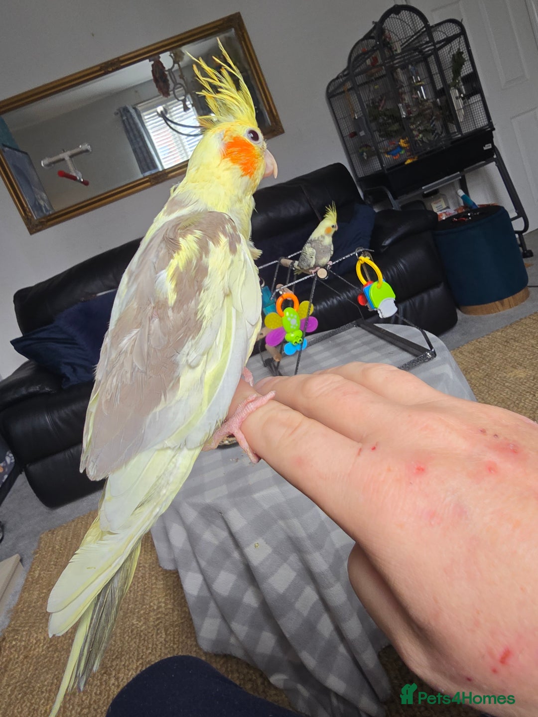 Cockatiels birds for sale: Handreared Cockatiels - Image 17
