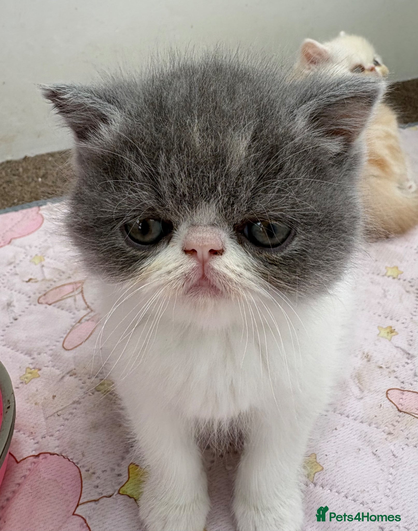 Exotic cats 4 Exotic Kittens  - Advert 2