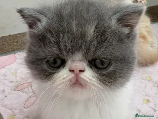 Exotic cats 4 Exotic Kittens - Advert 2