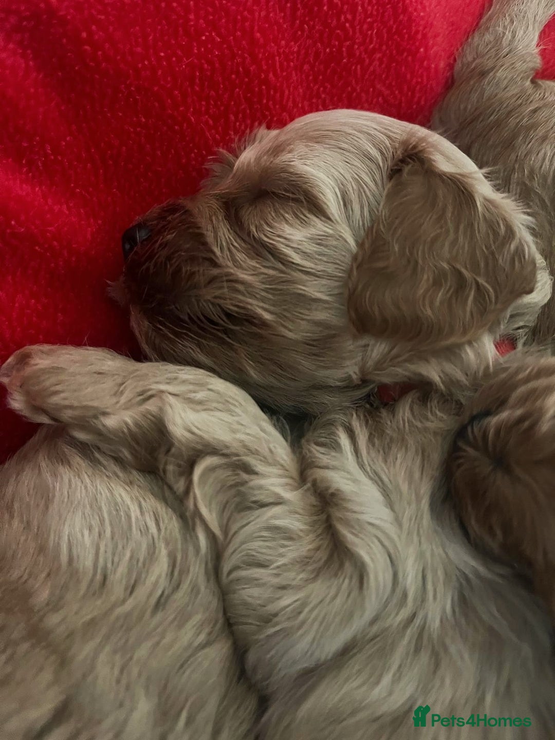 Cavapoo dogs for sale: Toy Cavapoo Puppies - Image 7