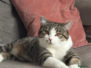 Mixed Breed cats British short haired mix boy - Advert 2