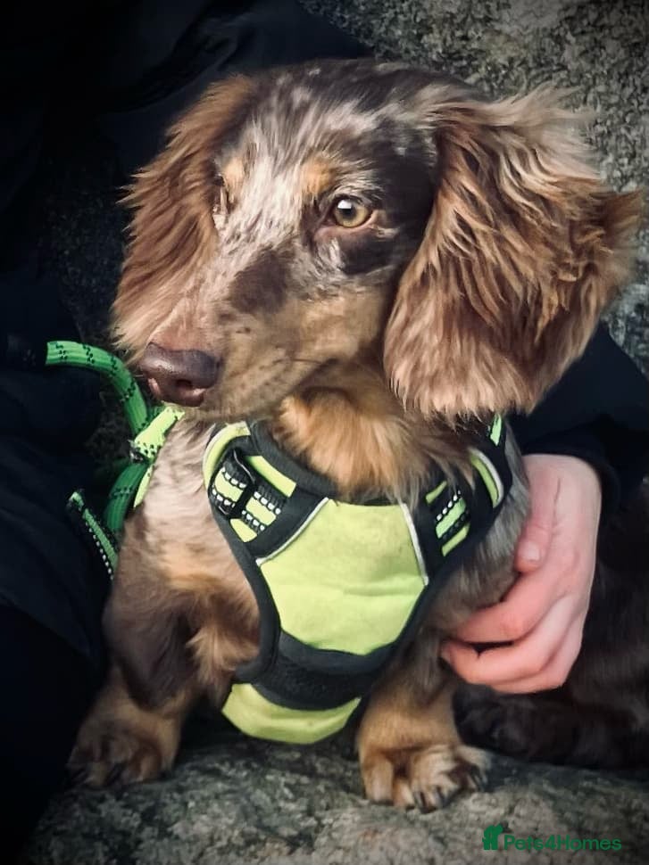 Miniature Dachshund dogs KC Reg Long Haired Choc Dapple Miniature Dachshund in Gunnislake - Advert 1