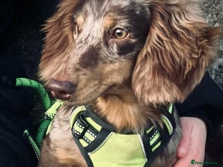 Miniature Dachshund dogs in Gunnislake - Advert 16