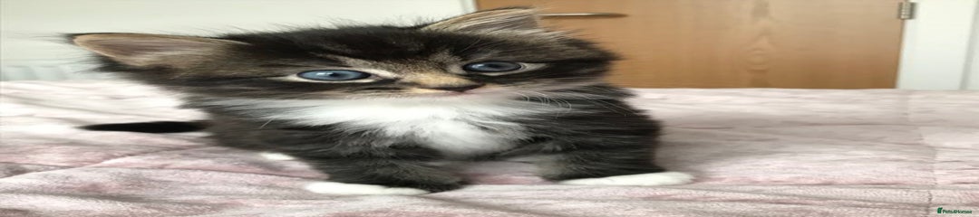 Mixed Breed Kitten 1