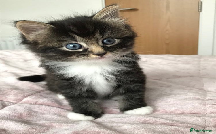 Mixed Breed cats - Advert 2