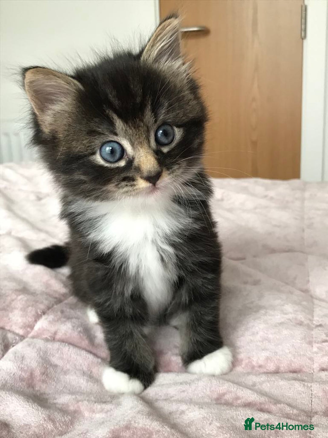 Mixed Breed cats for sale: Cute kitten for sale. - Image 1