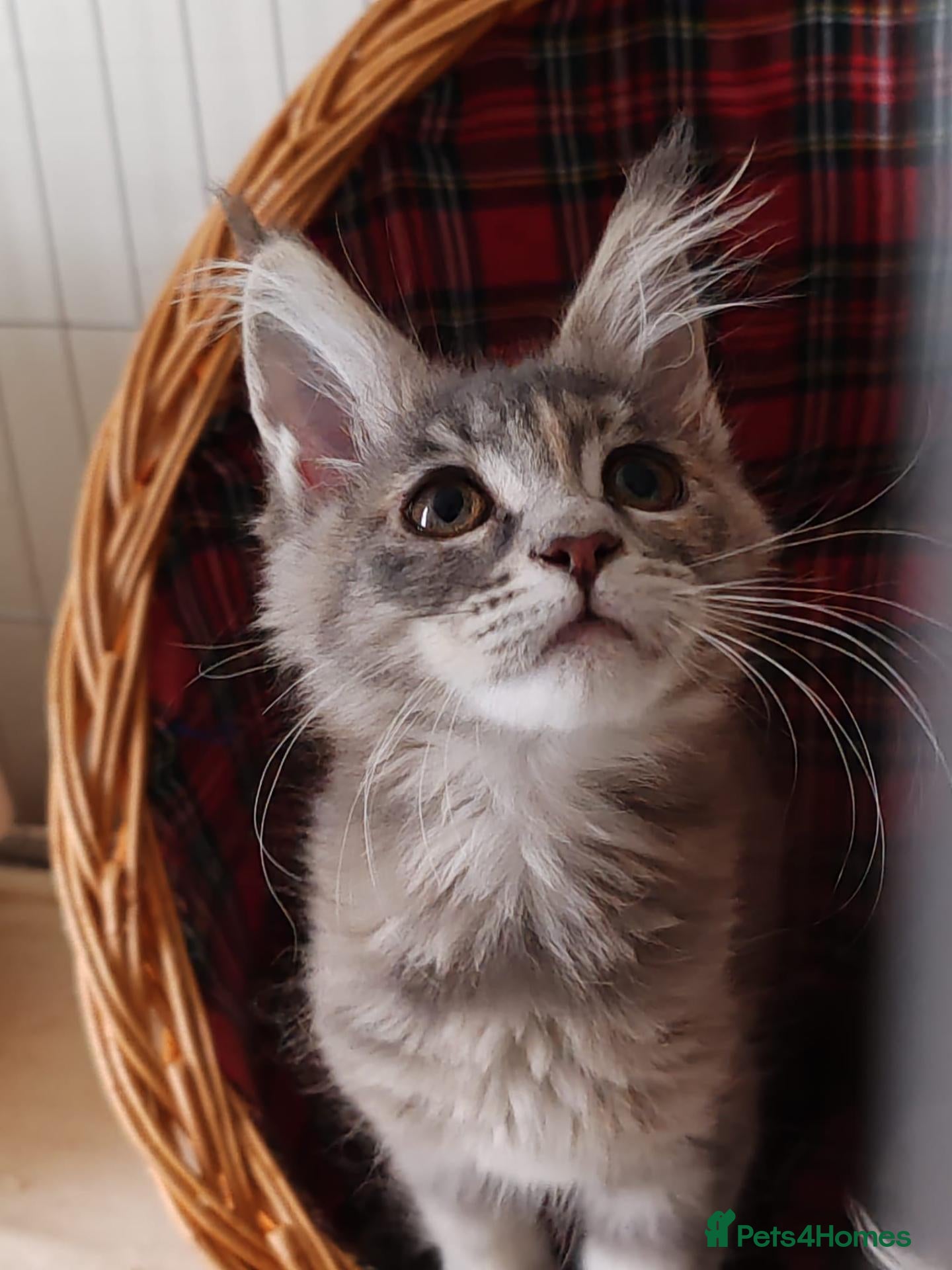 Maine Coon cats Last 3 girls available  - Advert 2