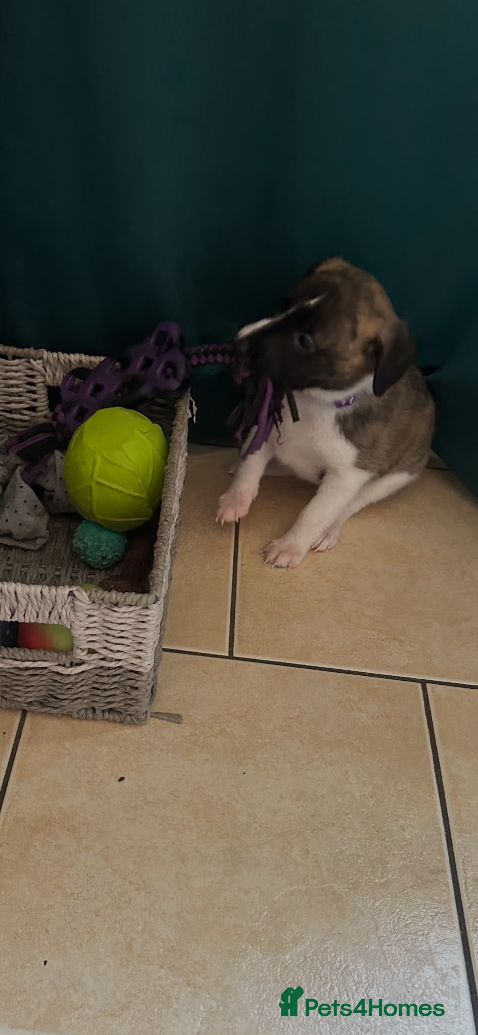 Whippet dogs Stunning pedigree whippet puppies  - Advert 2