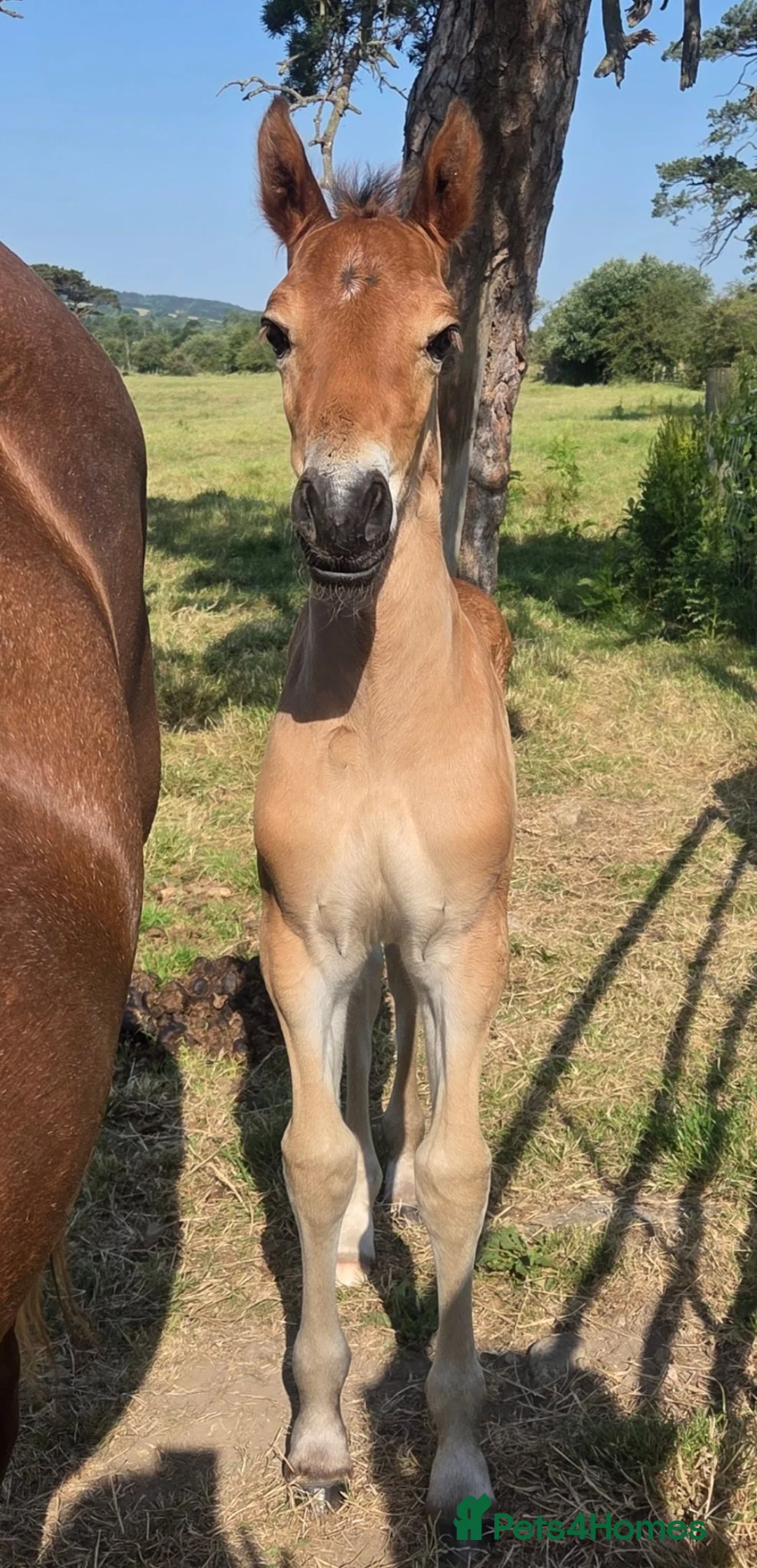 Welsh Section D horses for sale: Section D - Advert 4