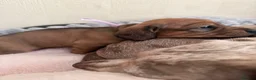 Miniature Dachshund dogs for sale: 5 beautiful miniature dachshund  - Advert 15