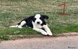 Border Collie dogs for sale: Boarder collie puppies  - Image 2