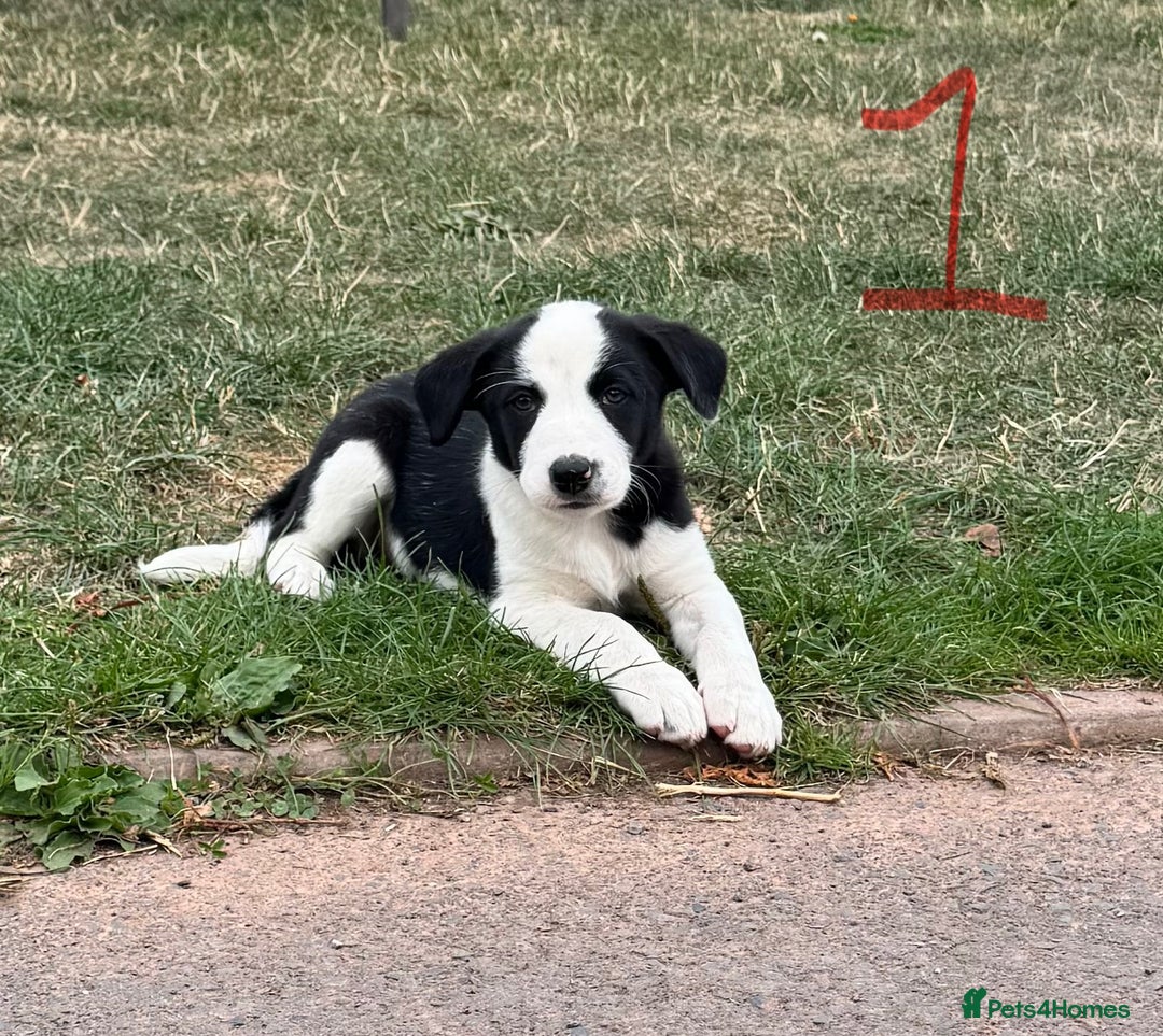 Border Collie dogs for sale: Boarder collie puppies  - Image 2