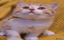 British Shorthair cats for sale: Pedigree, British Shorthair, TICA reg kittens - Image 11