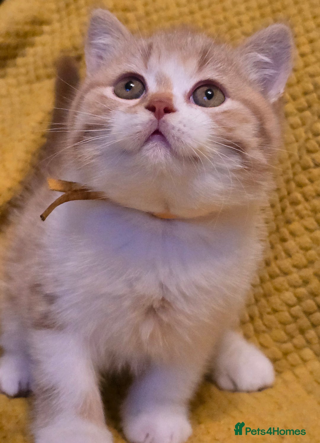 British Shorthair cats for sale: Pedigree, British Shorthair, TICA reg kittens - Image 11