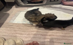Chihuahua dogs for sale:  ❤️ K.C Registered Fluffy chocolate baby’s 🥰 - Image 3