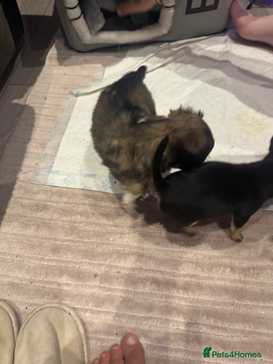 Chihuahua dogs for sale:  ❤️ K.C Registered Fluffy chocolate baby’s 🥰 - Image 3