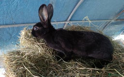 Rex rabbits for sale: Rex, lop, newzeland whites and more  - Image 2