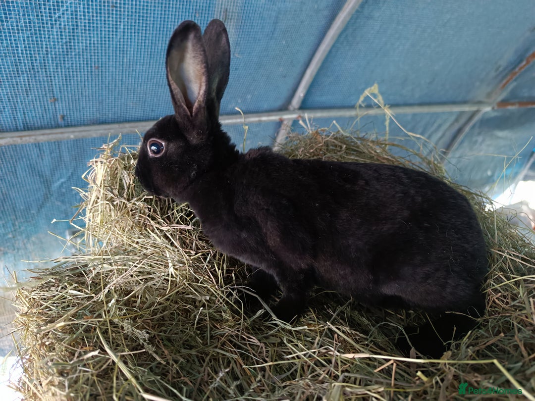 Rex rabbits for sale: Rex, lop, newzeland whites and more  - Image 2