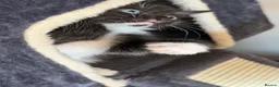 Mixed Breed cats for sale: Kittens  in London - Advert 19