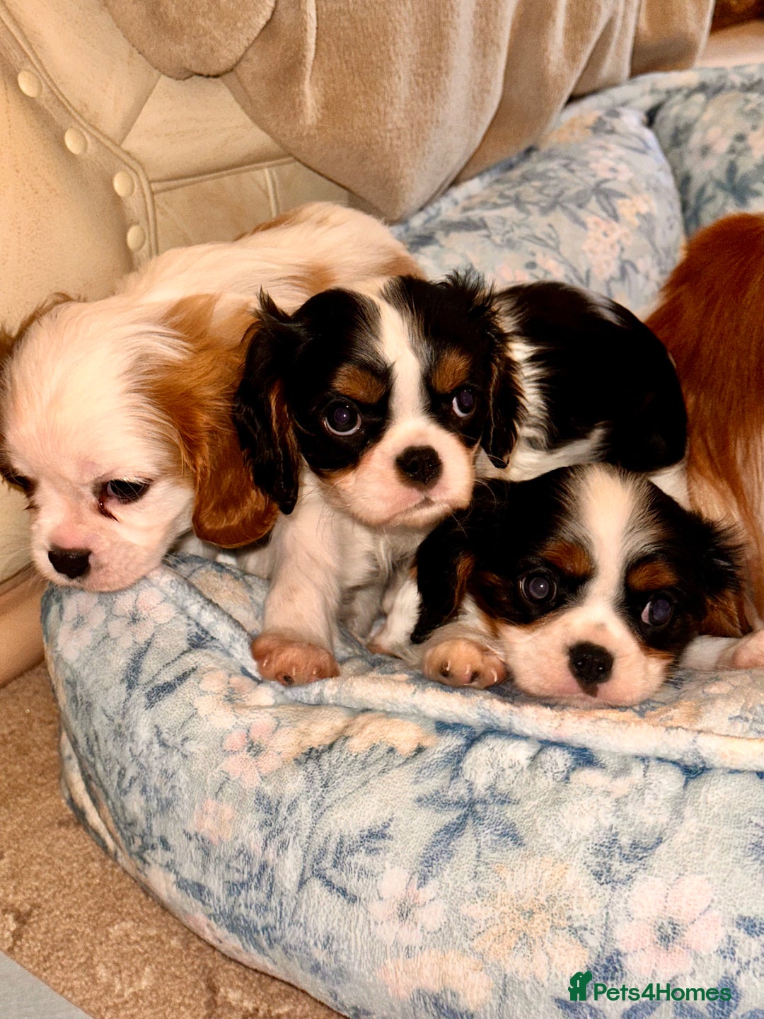 Cavalier King Charles Spaniel dogs for sale: Cavalier King Charles puppy’s  - Advert 24