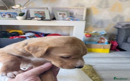 Labrador Retriever dogs for sale: Retriever Labrador puppys for sale - Image 8