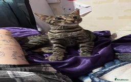 Bengal cats for sale: Half Bengal Female - Image 2