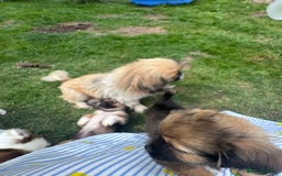 Mixed Breed dogs for sale: Beautiful Dachshund x Pekingese  - Image 2