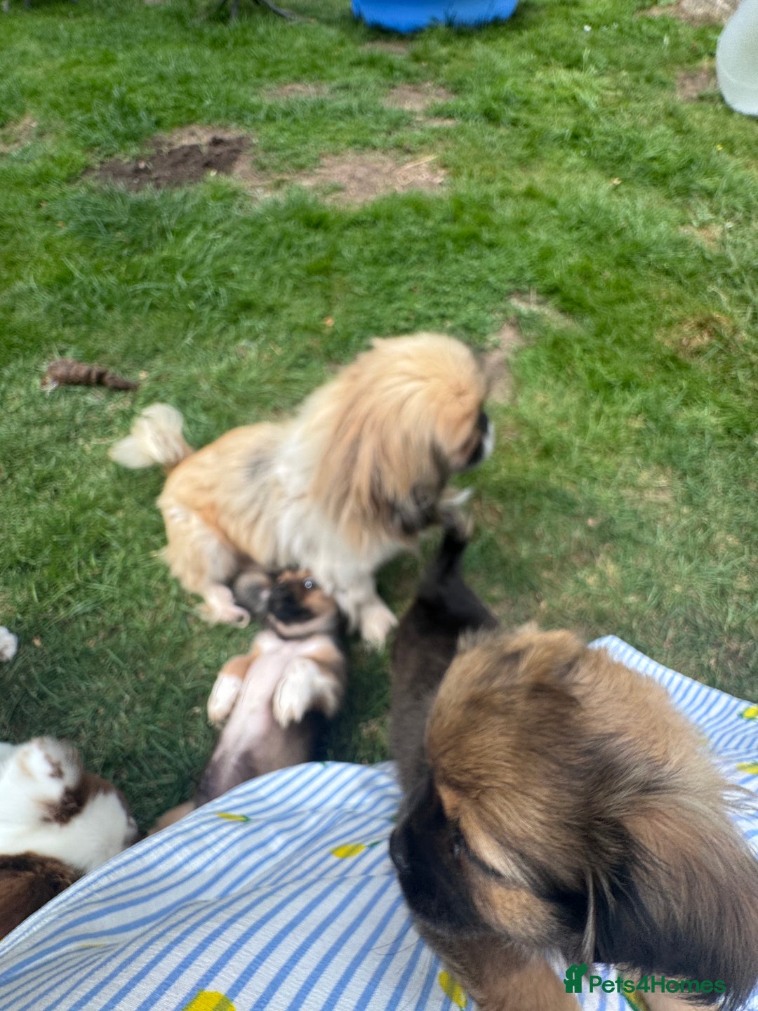 Mixed Breed dogs for sale: Beautiful Dachshund x Pekingese  - Image 2