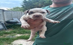 American Bull Staffy dogs for sale: 8 beautiful Amstaff puppies - Image 26