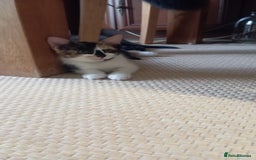 Mixed Breed cats for sale: Cute kittens - Image 10