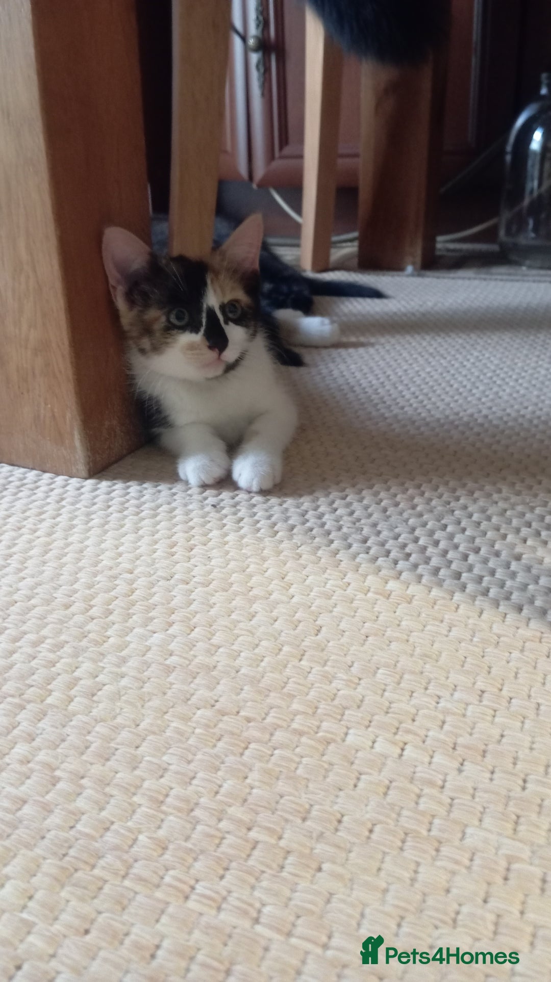 Mixed Breed cats for sale: Cute kittens - Image 10