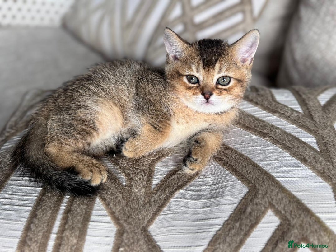 British Shorthair cats for sale: British Gold Shorthair - Image 4