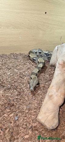Boa Snake reptiles in Crawley - Advert 14