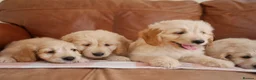 Mini Goldendoodle dogs for sale: Beautiful Health Tested Goldendoodle Puppies - Advert 8