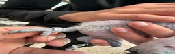 Parrots birds for sale: Young African greys closed rung with cities  in Leeds - Advert 9