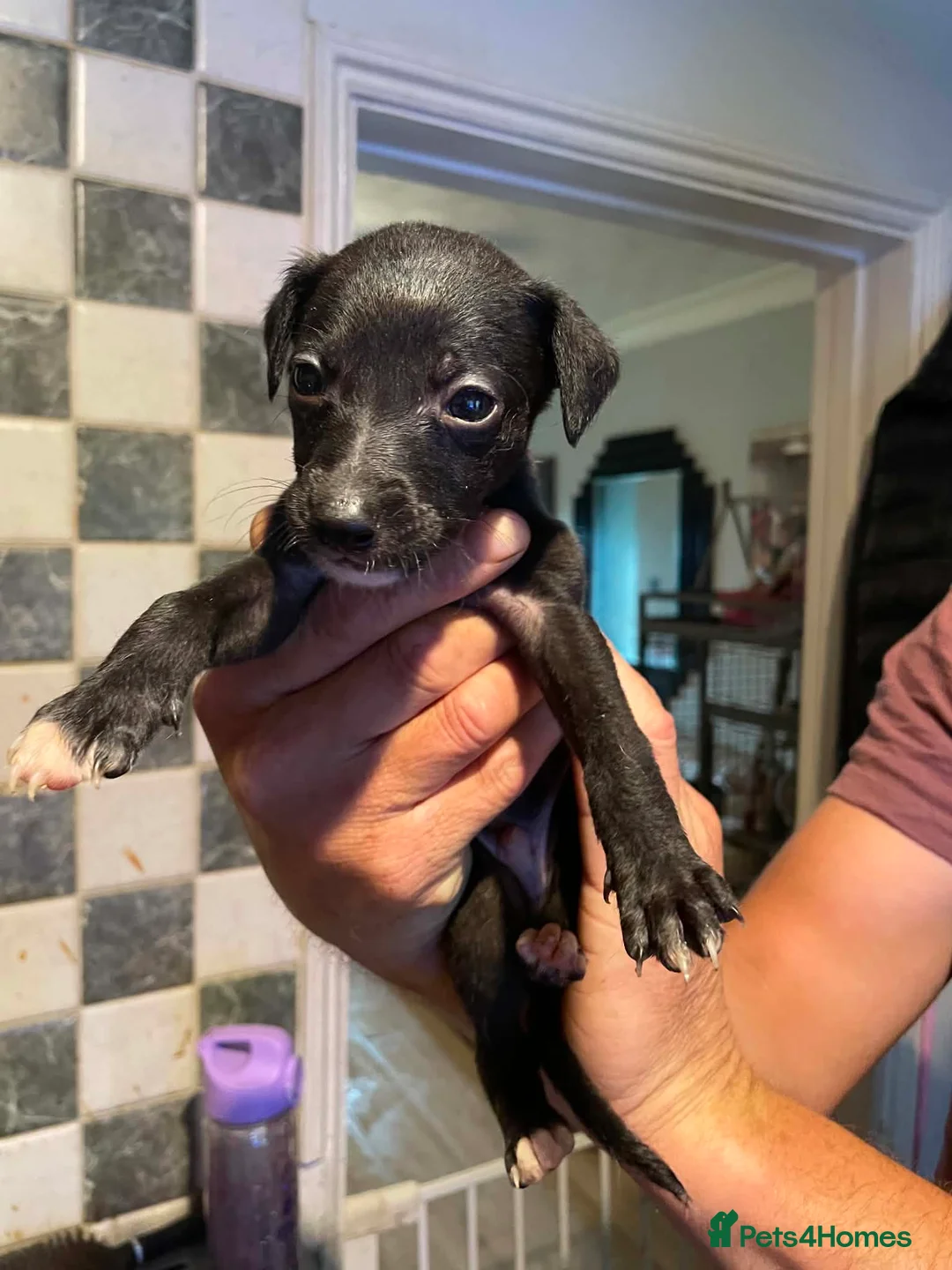 Mixed Breed dogs for sale: 11 beautiful bedlington whippet puppies - Advert 18