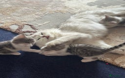 British Longhair cats for sale: Cross breed kittens  - Image 3