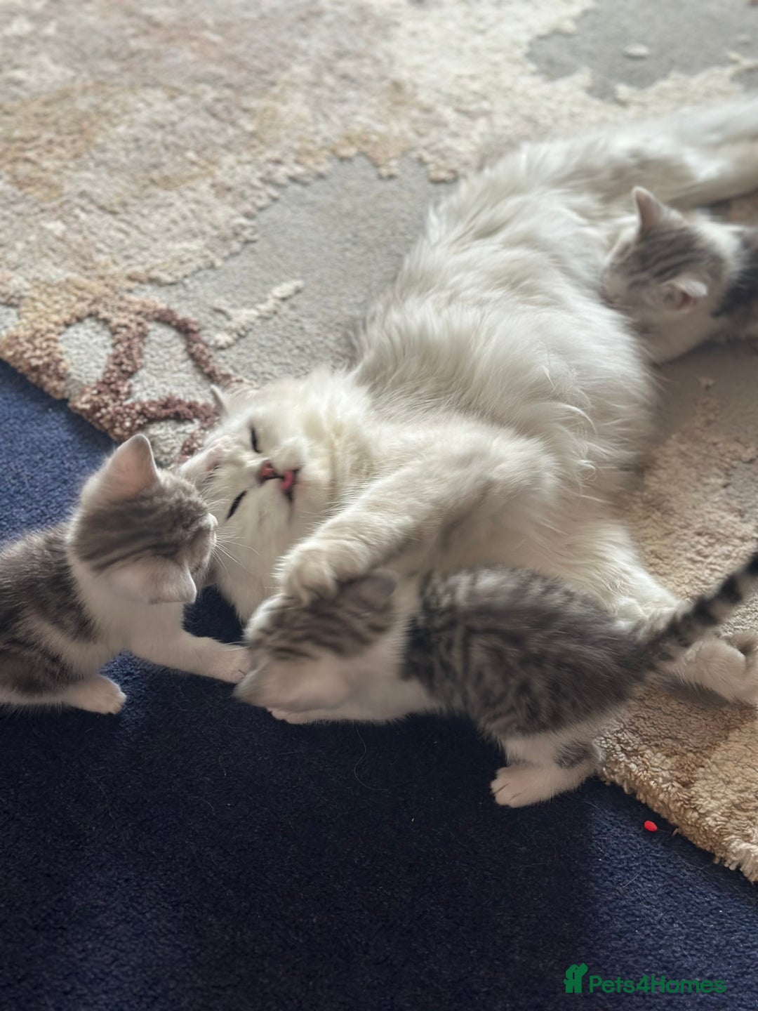 British Longhair cats for sale: Cross breed kittens  - Image 3
