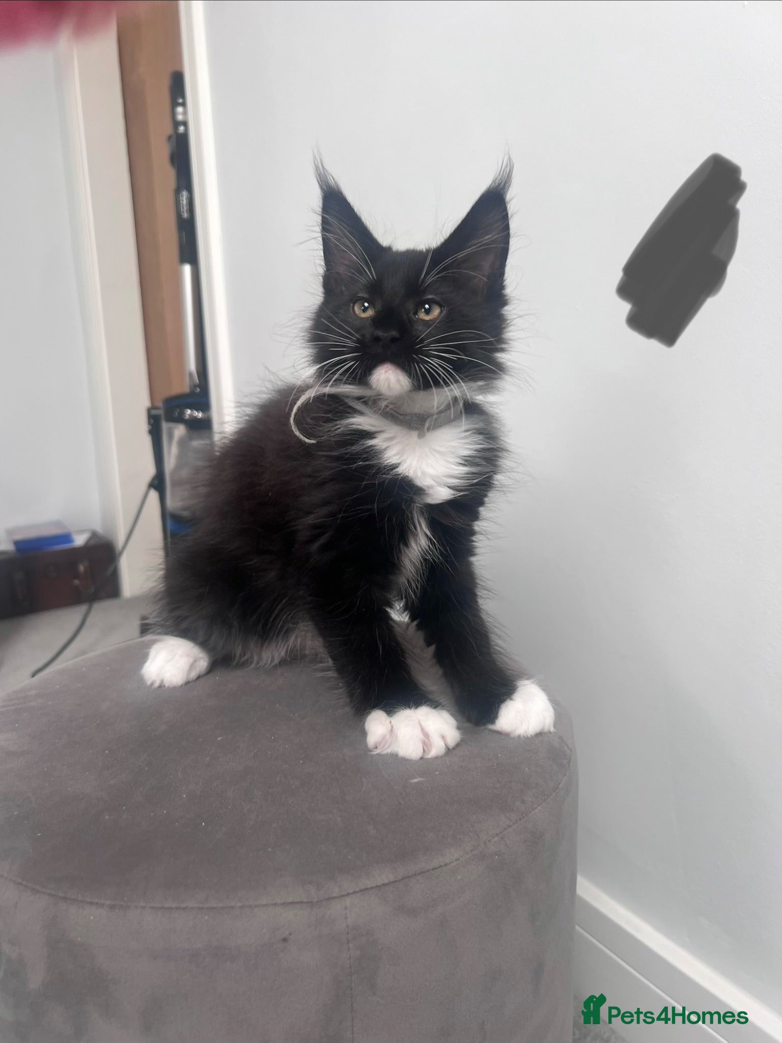 Maine Coon cats 4 kittens left reduced 🐱 Ready to leave now  - Advert 2
